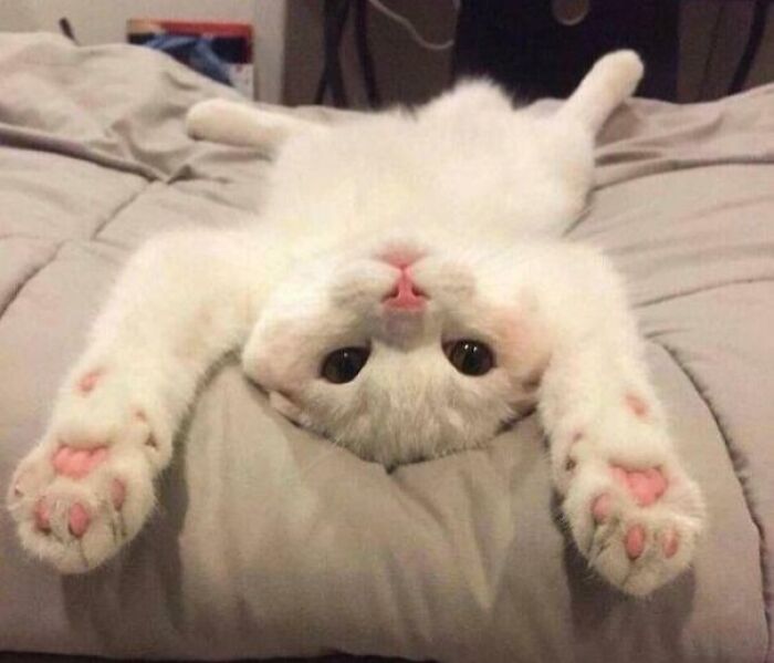 White cat lying on its back with paws stretched out, looking purely happy and relaxed on a soft bed.