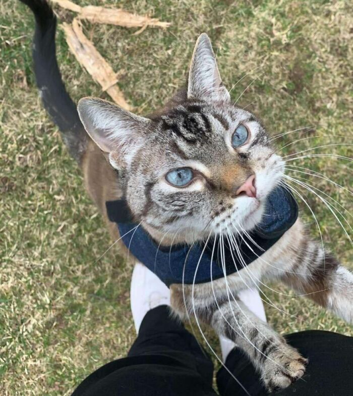 Happy blue-eyed cat wearing a harness outdoors, looking up with a joyful expression, showcasing pure animal happiness.