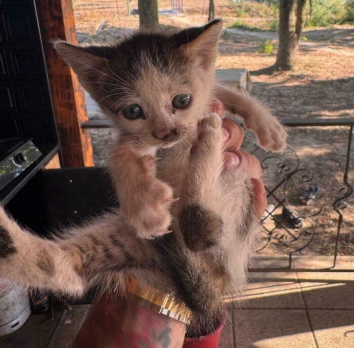 Small kitten looking purely happy while being gently held outdoors on a sunny day with trees in the background