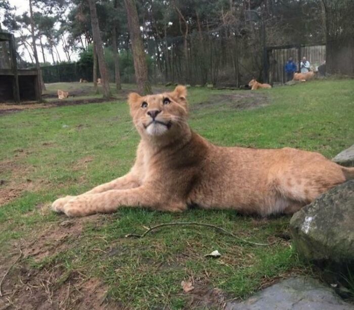 Young lion lying on grass in a natural enclosure, showcasing animals looking purely happy in a serene setting.
