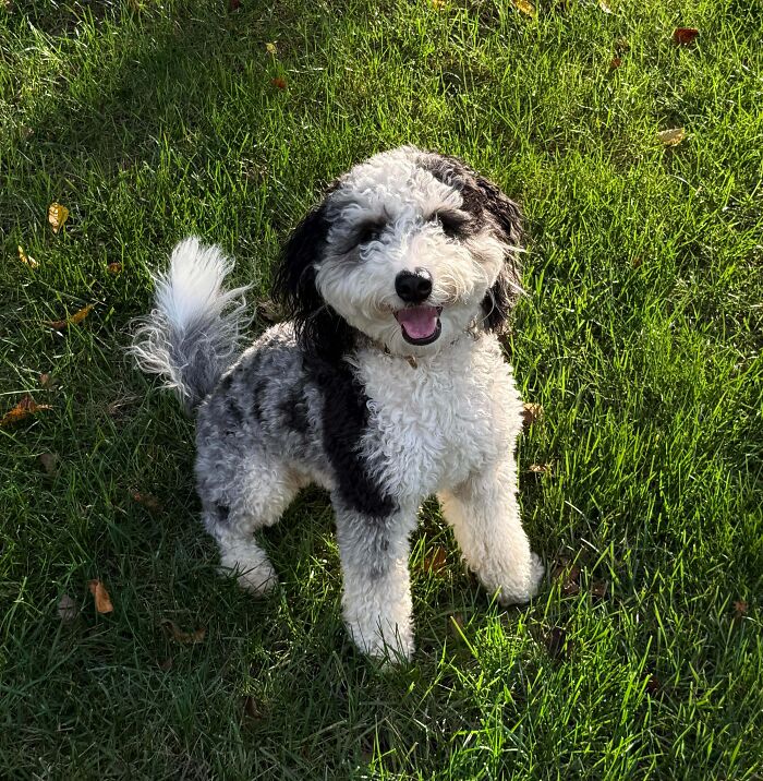 Happy fluffy dog standing on green grass, radiating pure joy and happiness, perfect for brightening bad days.