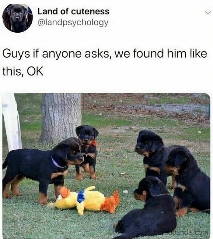 Five Rottweiler puppies gathered around a yellow plush toy outdoors in a wholesome animal meme.