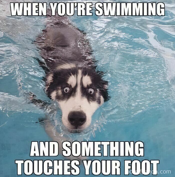 Husky swimming in a pool with wide eyes, illustrating a wholesome animal meme to make you forget your worries.