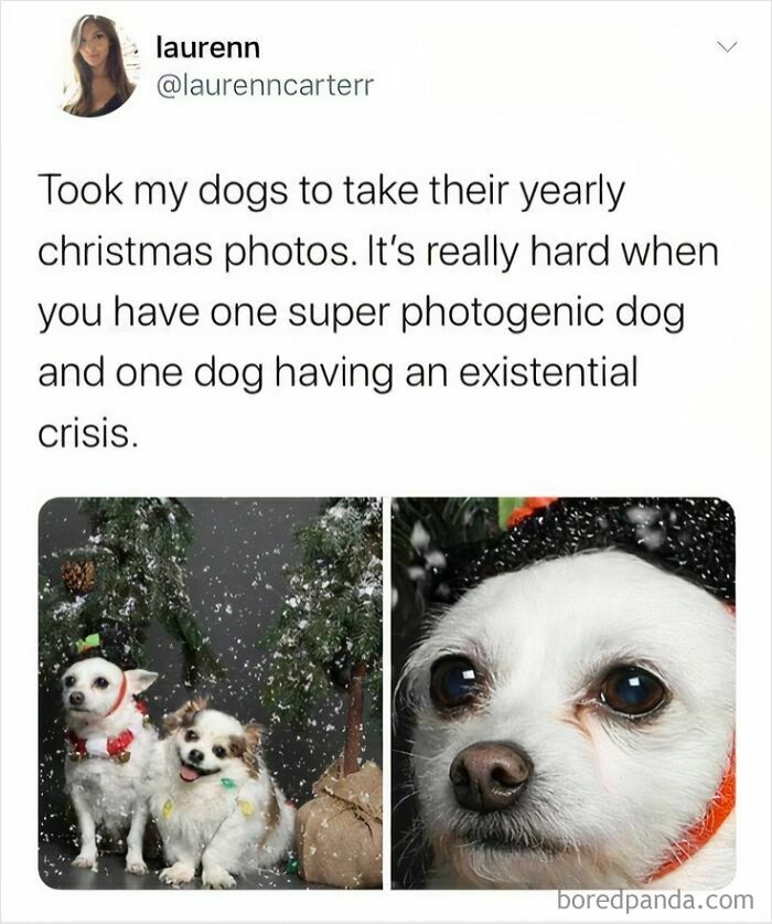 Two dogs in a Christmas photo session, one photogenic and one looking like they have an existential crisis in snowfall.