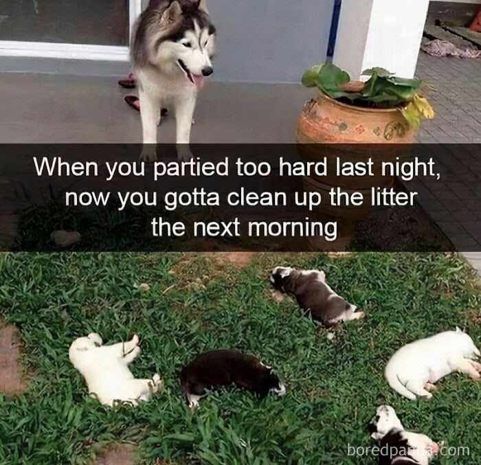 Husky dog looking at sleeping puppies on grass with humorous text about cleaning up litter the next morning in wholesome animal memes.