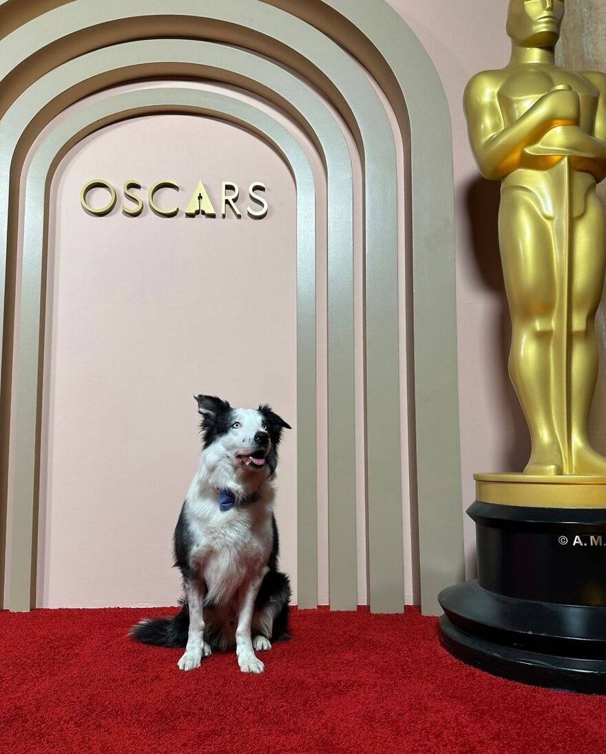 Border collie wearing a bow tie sitting next to a large gold Oscar statue on a red carpet at a pop culture event.