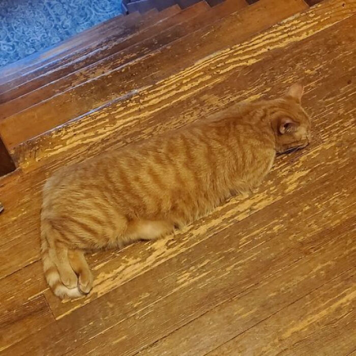 Orange tabby cat blending in perfectly with worn wooden floor, showcasing purrfectly camouflaged cats hard to spot.