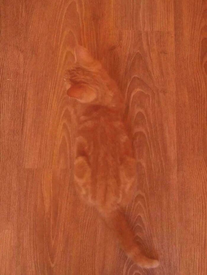 Orange cat perfectly camouflaged against a wooden floor, blending in with its surroundings in a cute hidden cat photo.
