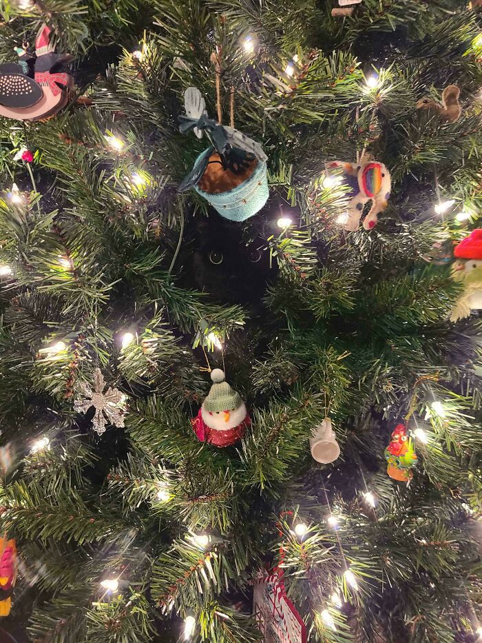 A black cat perfectly camouflaged among Christmas tree branches and lights, blending in with ornaments and greenery.