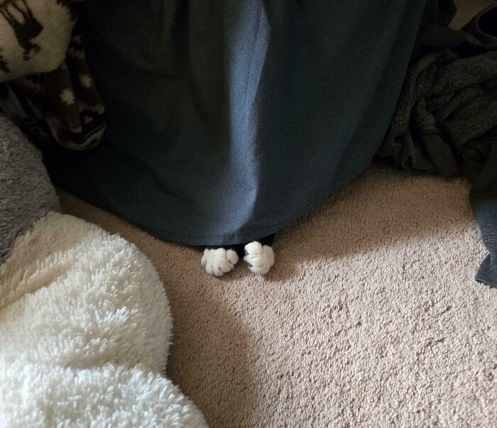 Cat paws peeking out from under a curtain, showing cute camouflaged cats that are not easy to spot on carpet.