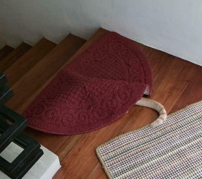 Tabby cat camouflaged under a red rug with only its tail visible on a wooden floor and nearby a woven mat.