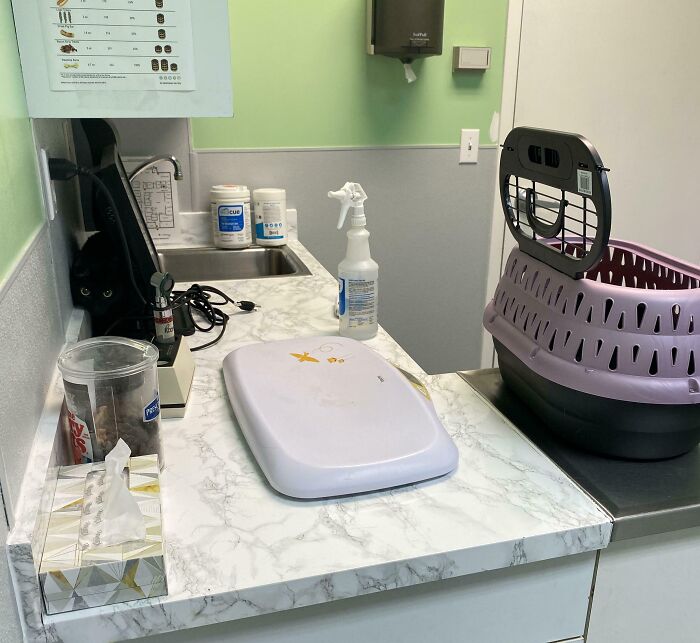 Black cat camouflaged against dark corner in a vet clinic, blending into the shadowy background near medical supplies.