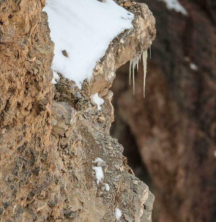 Cat perfectly camouflaged against rocky snowy cliff, blending seamlessly with natural surroundings and terrain.