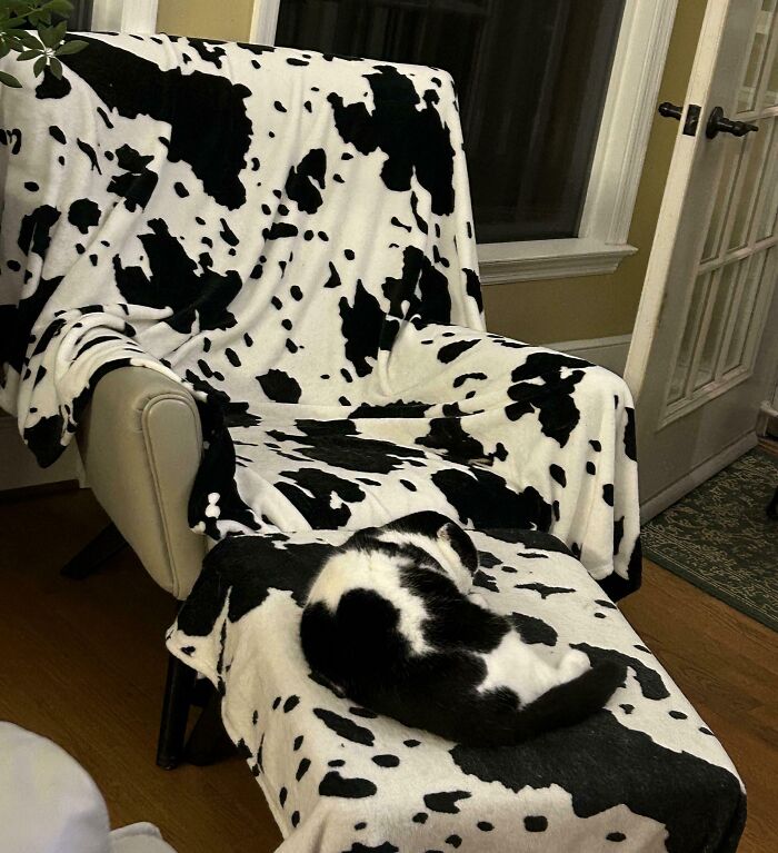 Black and white cat camouflaged on matching spotted blankets draped over chair and ottoman indoors.