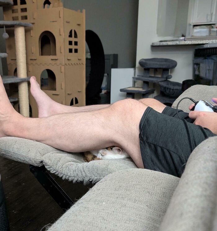 Cat camouflaged and hiding under a person's leg on a couch in a living room with cat furniture in the background.