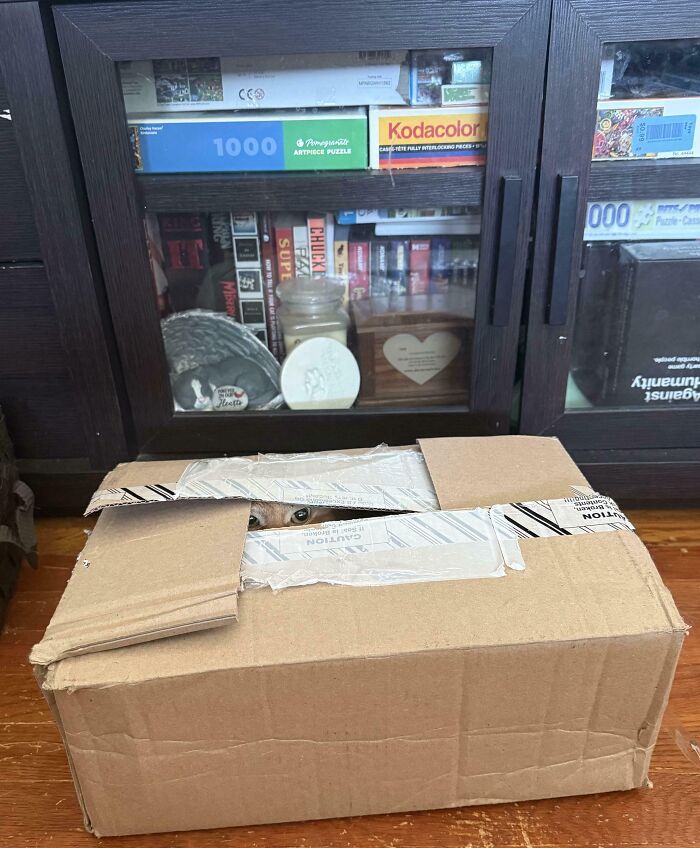 Cat camouflaged inside a partially open cardboard box with only its eyes visible, blending into its surroundings.