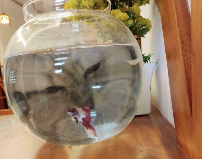 Cat camouflaged behind a fishbowl with water, blending into the surroundings on a wooden table indoors.