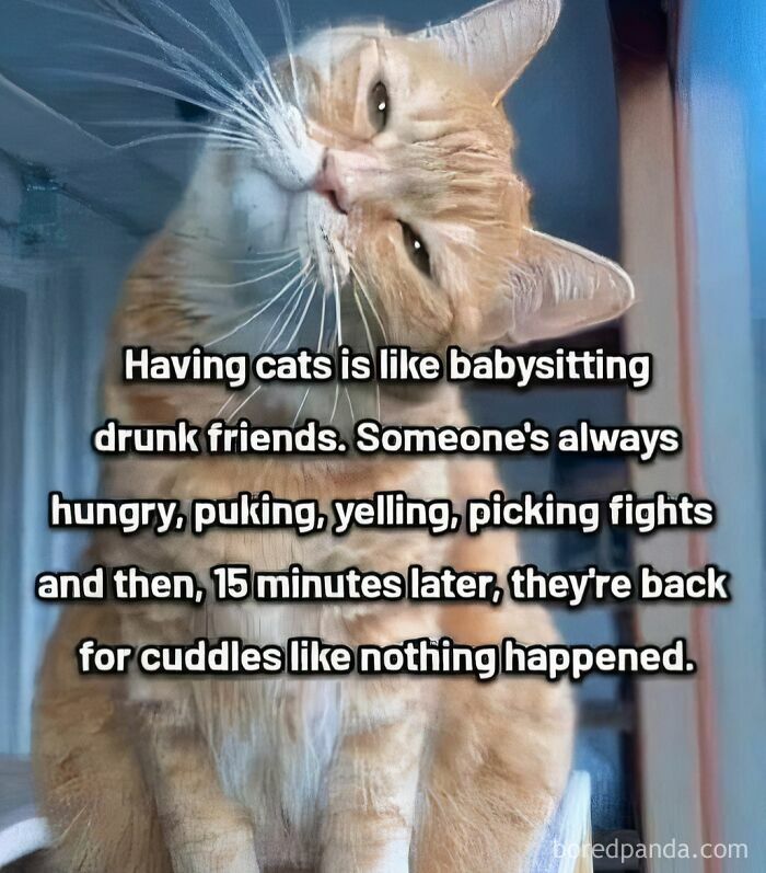 Orange tabby cat tilting head with funny meme text, showcasing adorable animal memes to fight sadness and boredom.