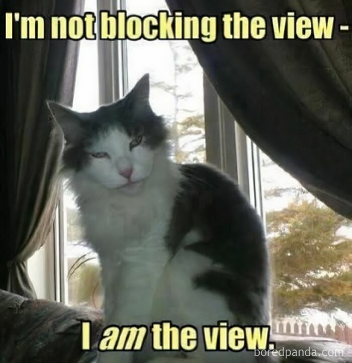 Cat sitting on a windowsill with a humorous caption, one of the funny and adorable animal memes fighting boredom.
