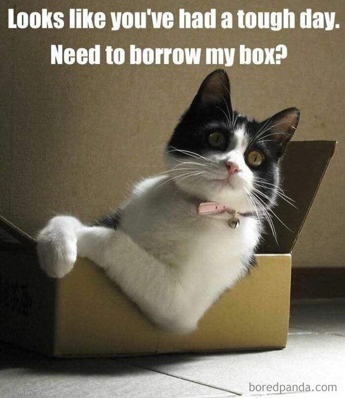 Black and white cat lounging in a box with a pink collar, featured in funny and adorable animal memes.