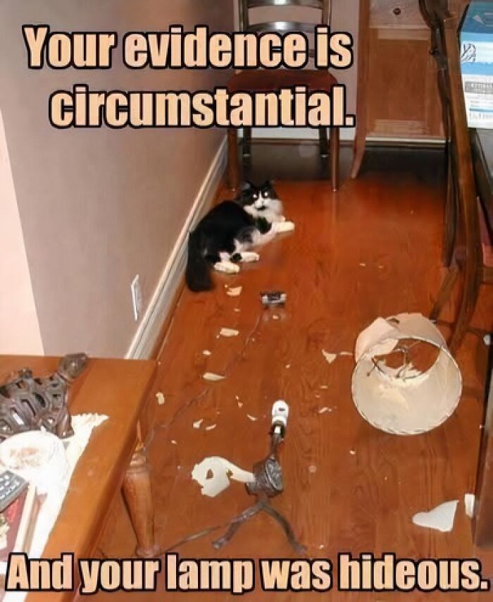 Black and white cat lying by broken lamp pieces in a hallway, funny and adorable animal memes fighting sadness and boredom.