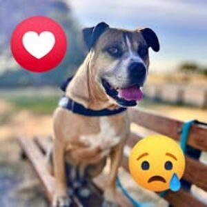 discoturtle_1 avatar