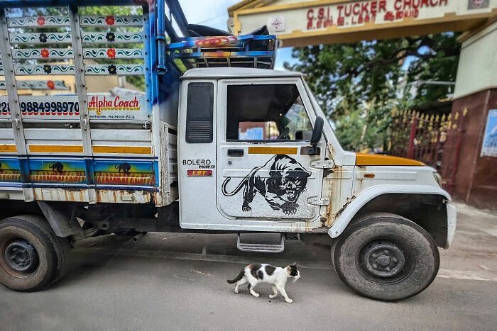 Colorful Indian truck with a painted panther emblem and a cat walking on the street, capturing everyday life in India.