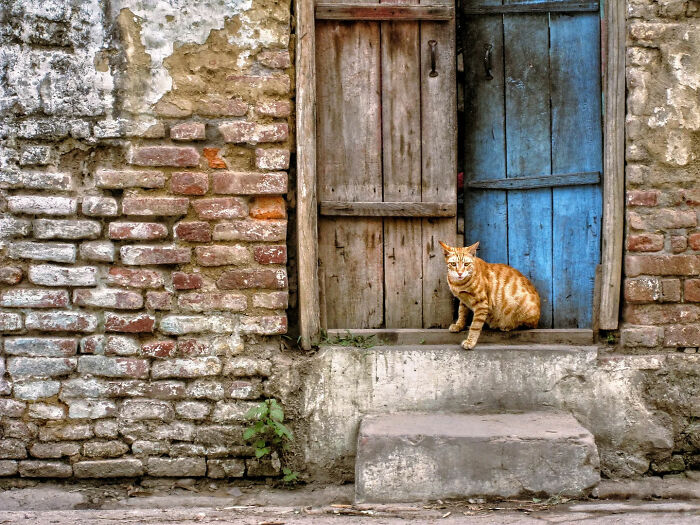 Orange cat sitting on a doorstep of a weathered brick house, capturing everyday life beauty in India by street photographer.