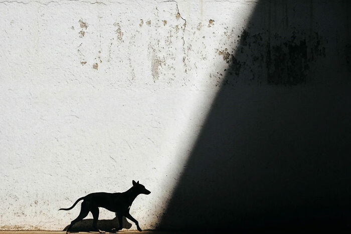 Silhouette of a street dog walking along a sunlit wall, capturing the beauty of everyday life in India by street photography.