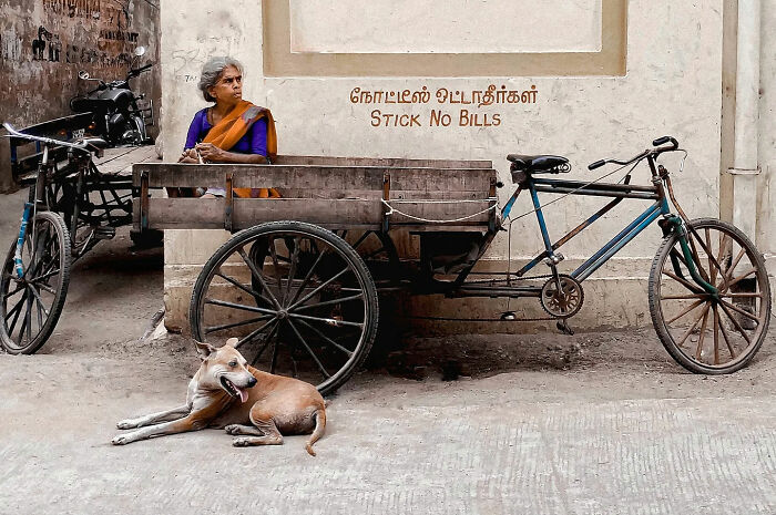 Elderly woman sitting on a wooden cart next to a resting dog, capturing the beauty of everyday life in India.