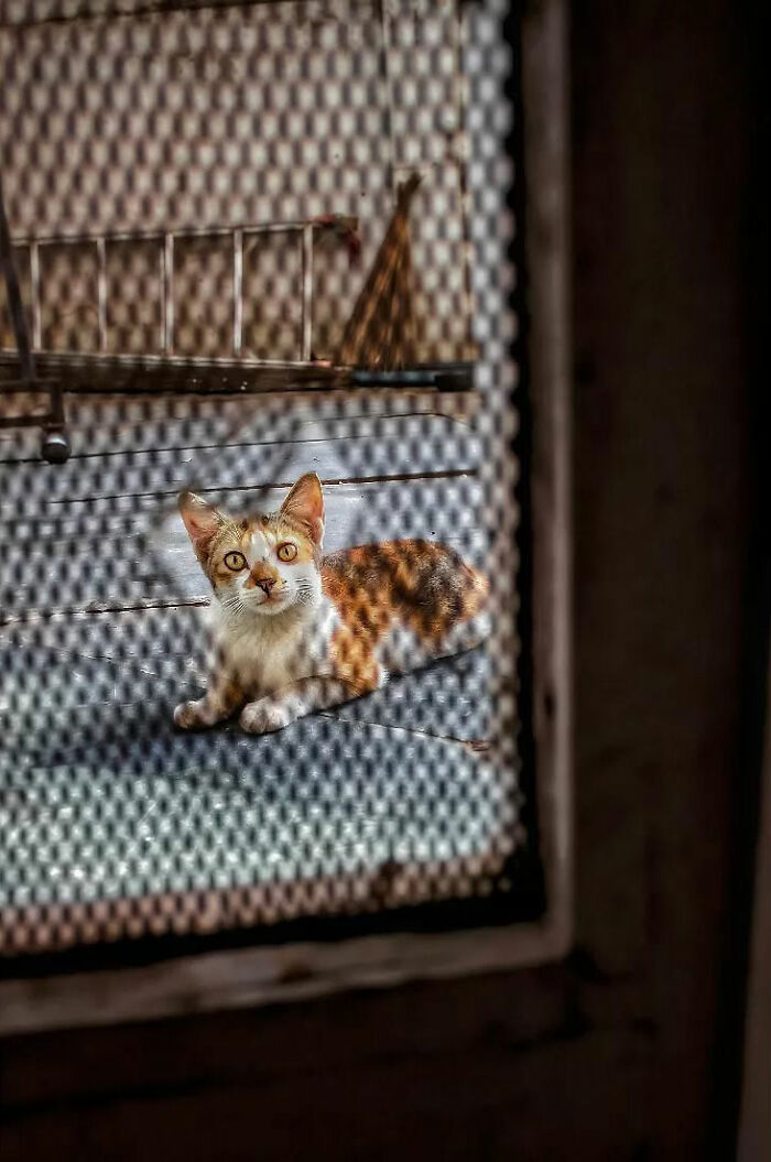 Brown and white cat lying on the floor behind mesh screen, a moment captured in everyday life in India by street photographer.