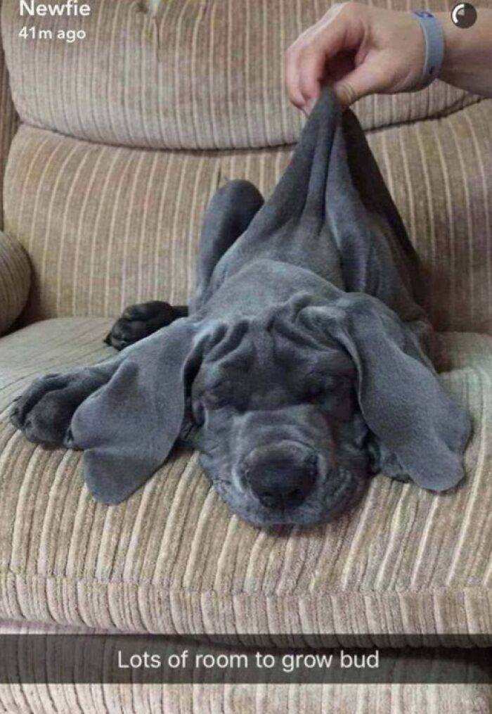 Grey puppy lying on a couch with stretched skin, showcasing a funny and relatable moment for dog owners.