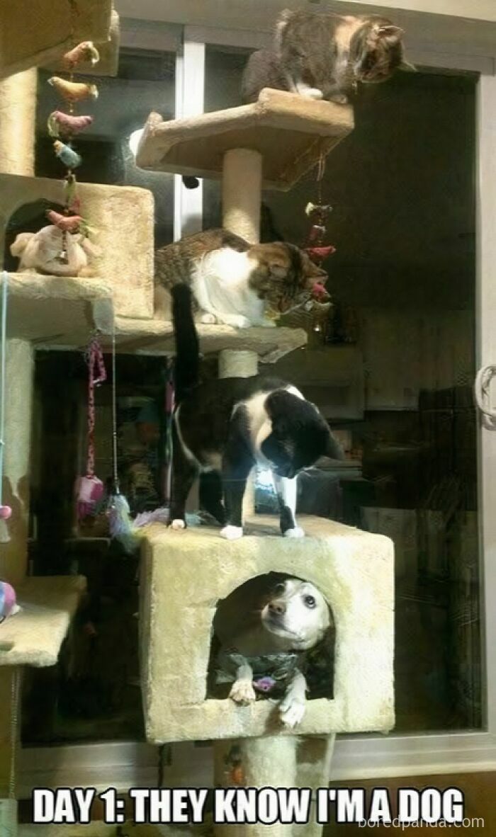 A dog hiding inside a cat tree with three cats above, a funny and adorable animal meme fighting sadness.