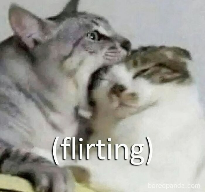 Two cats interacting humorously with text overlay flirting, a relatable meme for posts that hit different at 3AM audiences.
