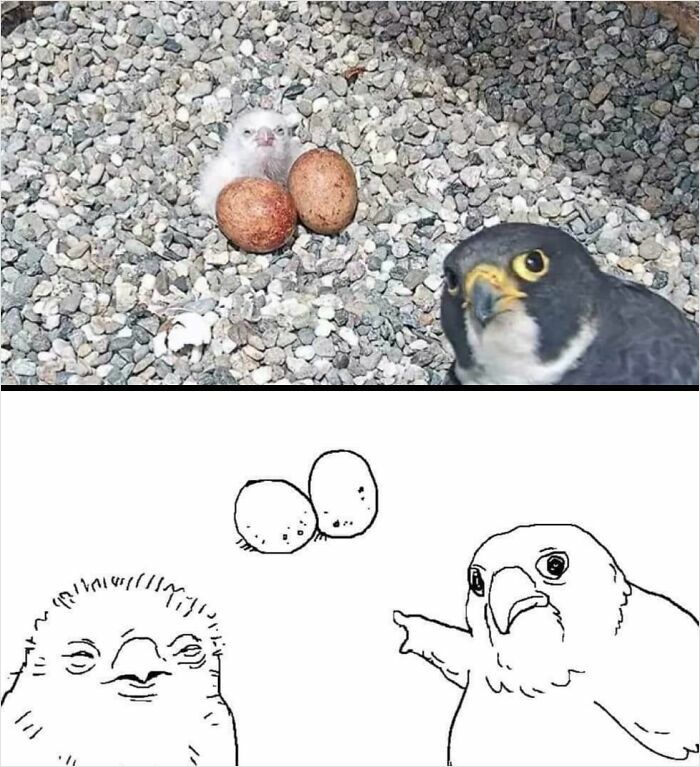 A humorous meme showing a baby bird with two eggs and a confused bird, highlighting posts that hit different at 3AM.