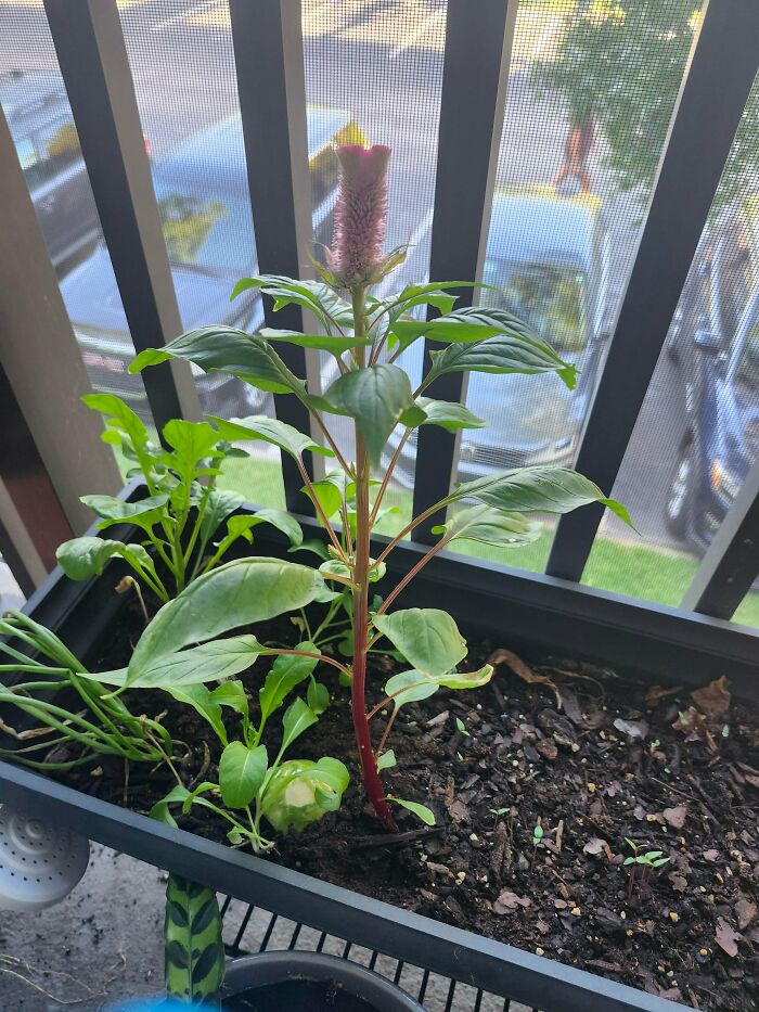 Potted mysterious plant with pink flower and green leaves growing on a balcony with cars in the background.