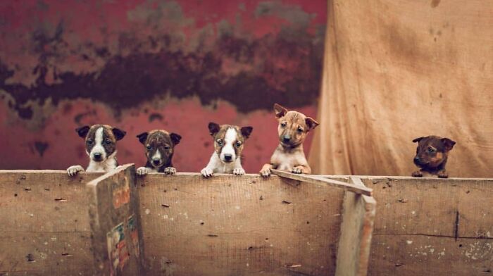 Five adorable puppies peeking over a wooden barrier, capturing one of the most stunning animal moments in photography.