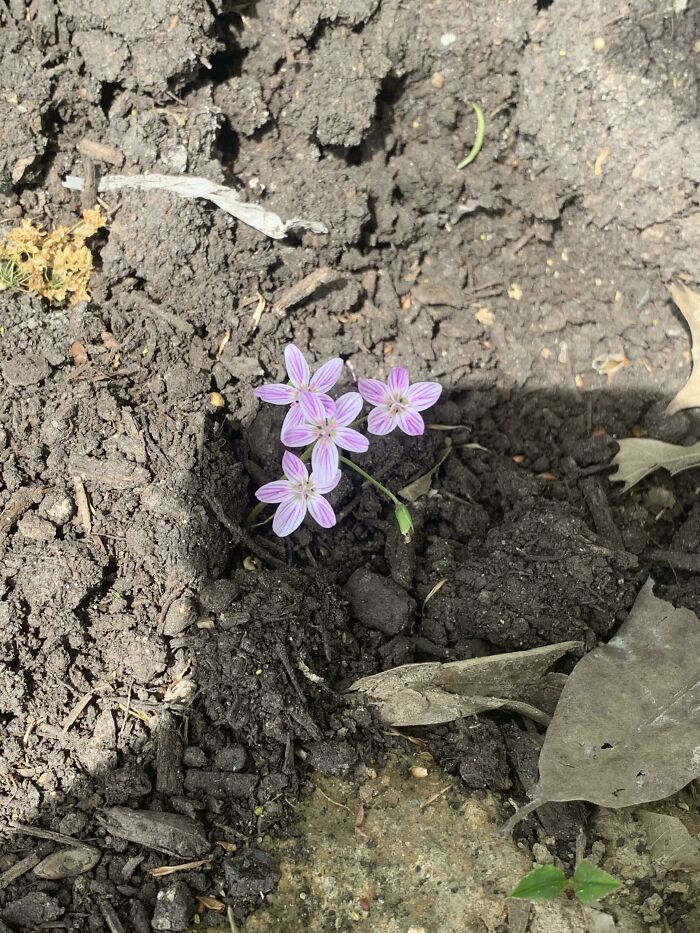 Small cluster of mysterious pink and white striped flowers growing in dark soil with dry leaves around them.