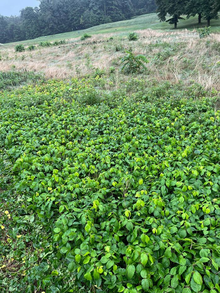 Dense green mysterious plants covering a hillside with trees in the background, illustrating mysterious plants found outdoors.