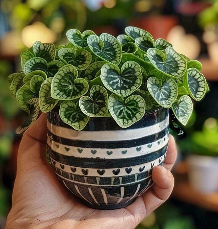 Close-up of a mysterious plant with heart-shaped green leaves in a patterned pot held in a person’s hand.