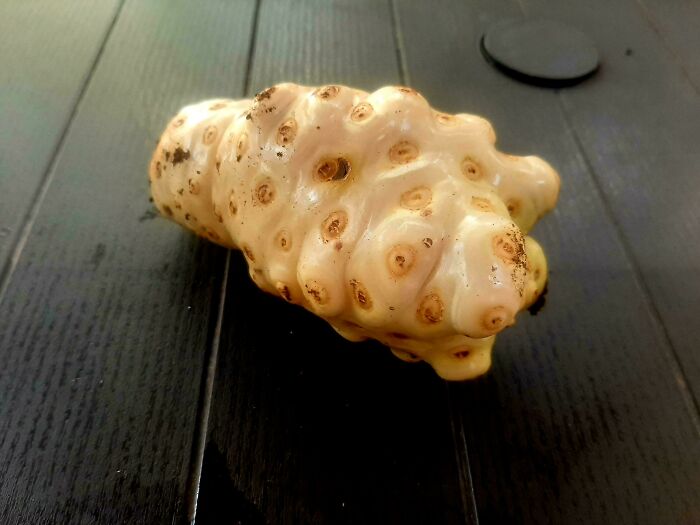 Mysterious plant root with knobby texture and small brown spots, placed on a dark wooden surface for identification.