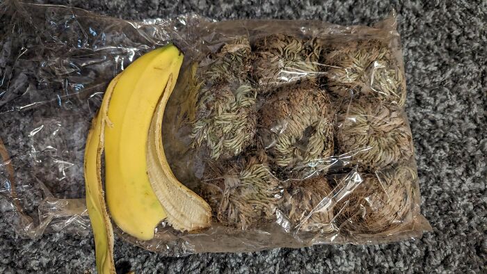 Unusual mysterious plants with textured leaves packed in plastic wrap next to a partially peeled banana on a grey carpet.
