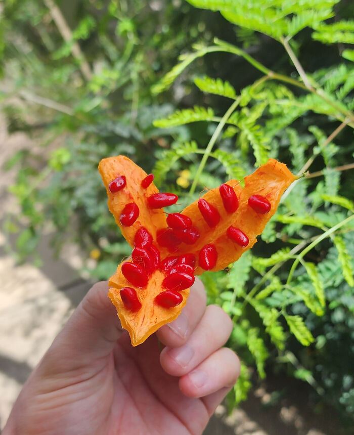 Hand holding a mysterious orange plant with bright red seeds revealed, surrounded by green foliage outdoors.