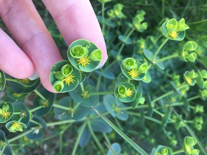 Close-up of mysterious green plants with small yellow flowers held between fingers in a natural outdoor setting.