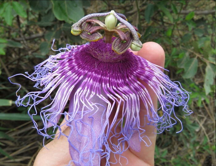 Close-up of a mysterious purple plant with intricate petals being held outdoors among green foliage.
