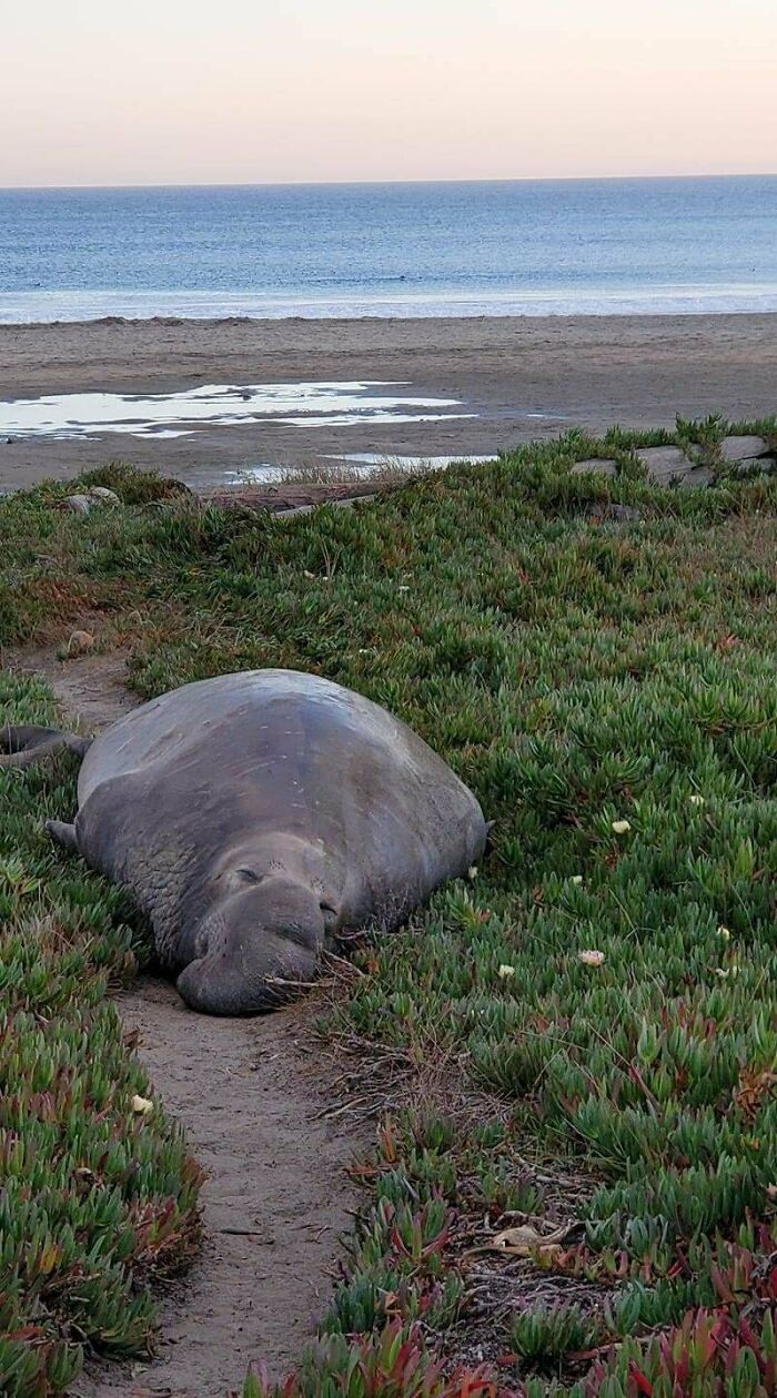 Elephant seal resting on a path surrounded by mysterious plants near the ocean shore at sunset.
