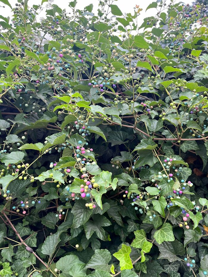 Colorful berries on mysterious plants with green leaves growing densely outdoors in a natural setting
