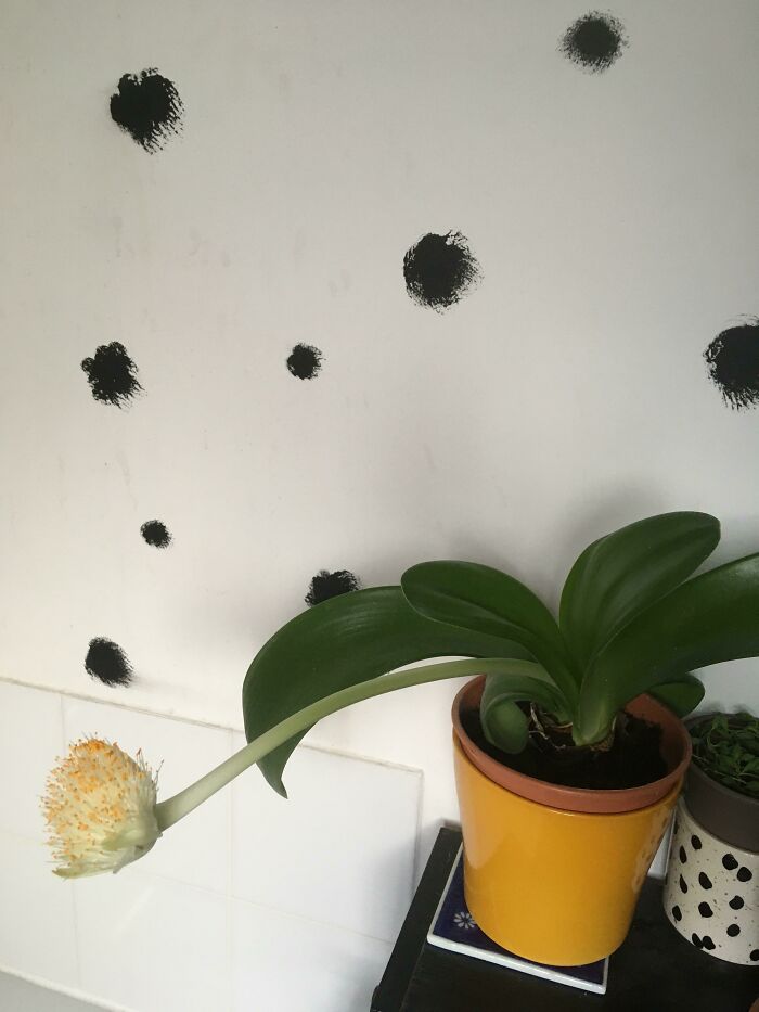 Green plant with broad leaves and a unique spiky white flower in an orange pot, one of the mysterious plants people found