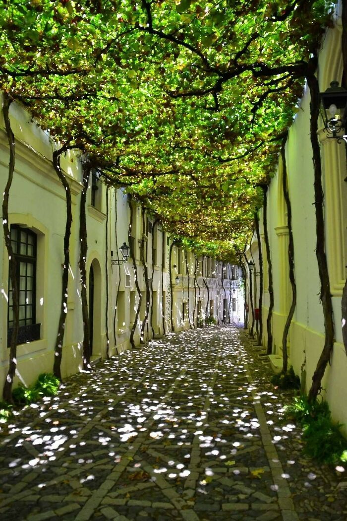 Narrow street covered by mysterious plants creating dappled light patterns on the cobblestone pathway below.