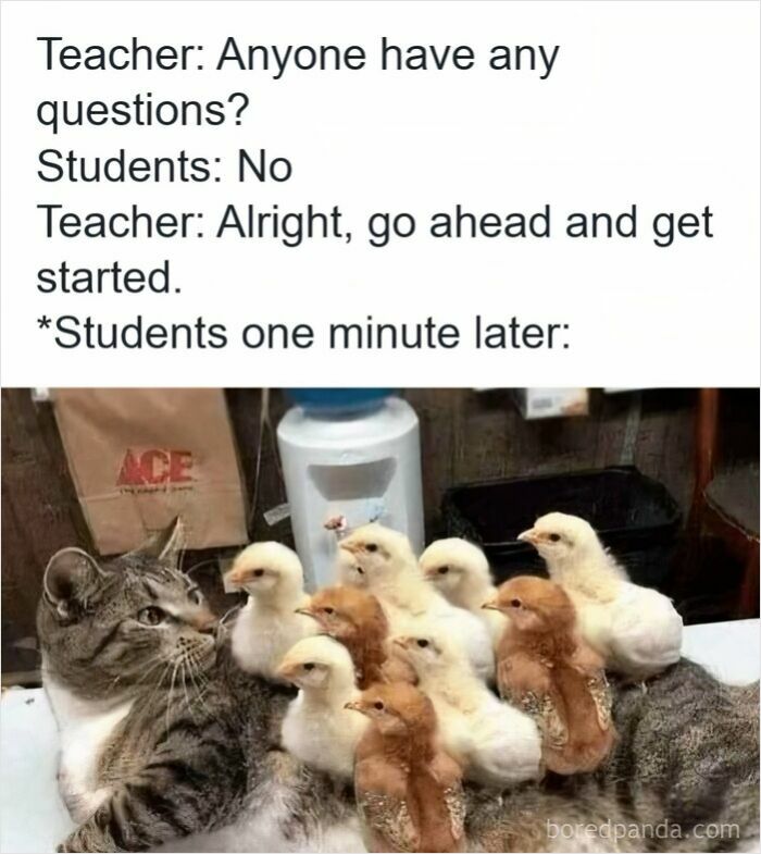 Funny meme showing a cat surrounded by confused chicks, highlighting teacher humor and memes for teachers.